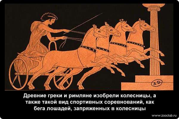  Древние греки и римляне изобрели колесницы, а также такой вид спортивных соревнований, как бега лошадей, запряженных в колесницы