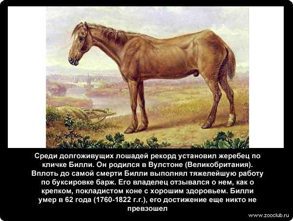  Среди долгоживущих лошадей рекорд установил жеребец по кличке Билли. Он родился в Вулстоне (Великобритания). Вплоть до самой смерти Билли выполнял тяжелейшую работу по буксировке барж. Его владелец отзывался о нем, как о крепком, покладистом коне с хорошим здоровьем. Билли умер в 62 года (1760-1822 г.г.), его достижение еще никто не превзошел