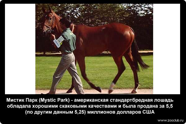  Мистик Парк (Mystic Park) - американская стандартбредная лошадь обладала хорошими скаковыми качествами и была продана за 5,5 (по другим данным 5,25) миллионов долларов США