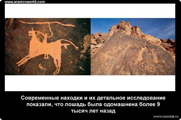  Современные находки и их детальное исследование показали, что лошадь была одомашнена более 9 тысяч лет назад