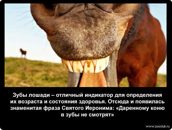  Зубы лошади - отличный индикатор для определения их возраста и состояния здоровья. Отсюда и появилась знаменитая фраза Святого Иеронима: Даренному коню в зубы не смотрят