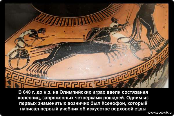  В 648 г. до н.э. на Олимпийских играх ввели состязания колесниц, запряженных четверками лошадей. Одним из первых знаменитых возничих был Ксенофон, который написал первый учебник об искусстве верховой езды