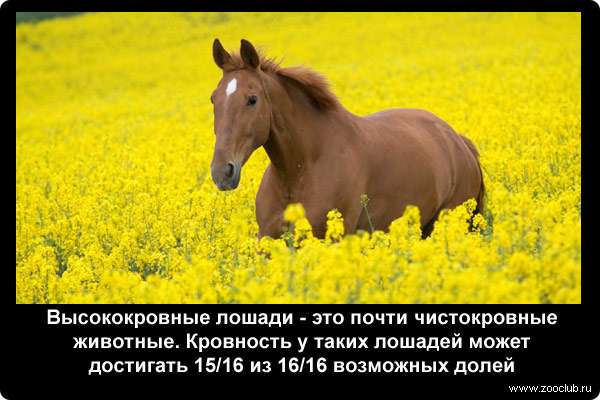  Высококровные лошади - это почти чистокровные животные. Кровность у таких лошадей может достигать 15/16 из 16/16 возможных долей