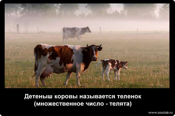  Детеныш коровы называется теленок (множественное число - телята)