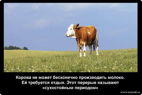  Корова не может бесконечно производить молоко. Ей требуется отдых. Этот перерыв называют сухостойным периодом