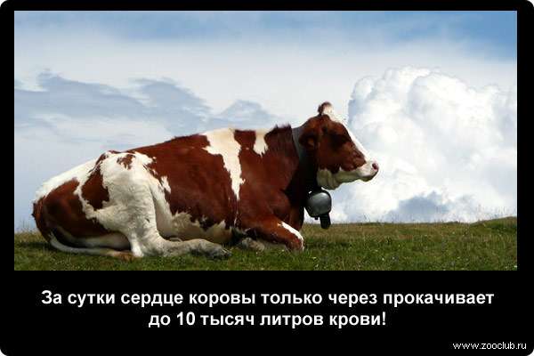  За сутки сердце коровы только через прокачивает до 10 тысяч литров крови