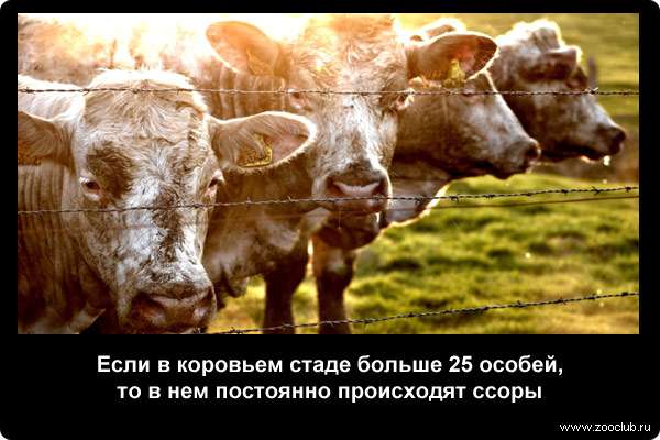  Если в коровьем стаде больше 25 особей, то в нем постоянно происходят ссоры