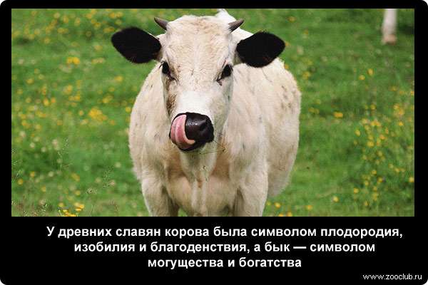  У древних славян корова была символом плодородия, изобилия и благоденствия, а бык - символом могущества и богатства