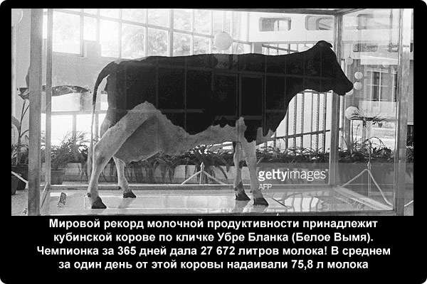  Мировой рекорд молочной продуктивности принадлежит кубинской корове по кличке Убре Бланка (Белое Вымя). Чемпионка за 365 дней дала 27 672 литров молока! В среднем за один день от этой коровы надаивали 75,8 л молока