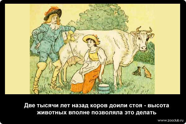  Две тысячи лет назад коров доили стоя - высота животных вполне позволяла это делать