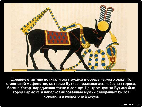  Древние египтяне почитали бога Бухиса в образе черного быка. По египетской мифологии, матерью Бухиса признавалась небесная корова, богиня Хатор, породившая также и солнце. Центром культа Бухиса был город Гермонт, а набальзамированные мумии священных быков хоронили в некрополе Бухеум