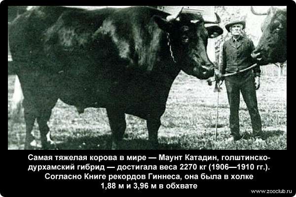  Самая тяжелая корова в мире - Маунт Катадин, голштинско-дурхамский гибрид - достигала веса 2270 кг (1906-1910 гг.). Согласно Книге рекордов Гиннеса, она была в холке 1,88 м и 3,96 м в обхвате