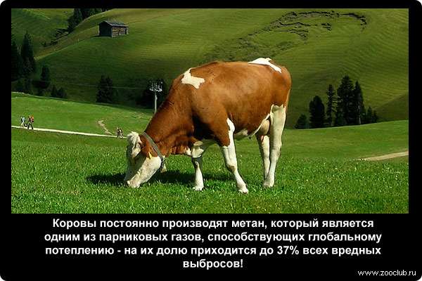  Коровы постоянно производят метан, который является одним из парниковых газов, способствующих глобальному потеплению - на их долю приходится до 37% всех вредных выбросов