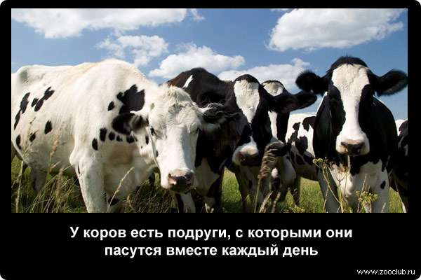  У коров есть подруги, с которыми они пасутся вместе каждый день