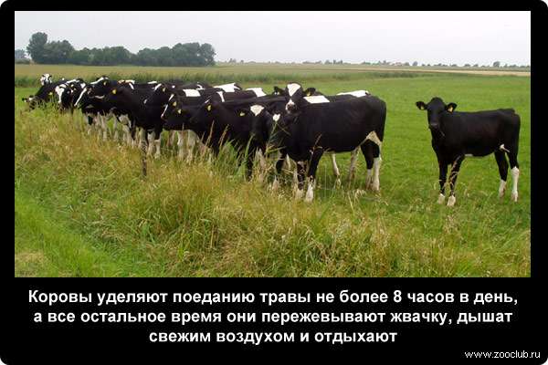  Коровы уделяют поеданию травы не более 8 часов в день, а все остальное время они пережевывают жвачку, дышат свежим воздухом и отдыхают