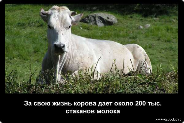  За свою жизнь корова дает около 200 тыс. стаканов молока