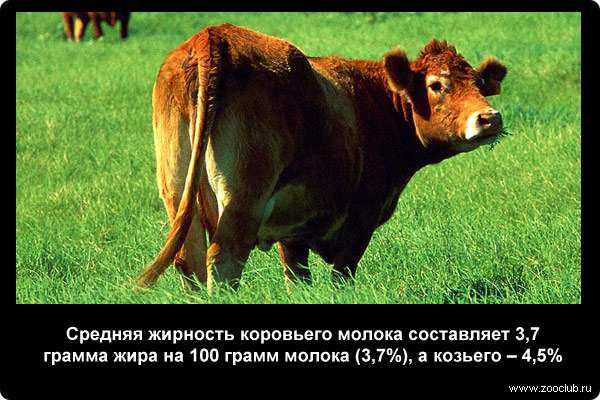  Средняя жирность коровьего молока составляет 3,7 грамма жира на 100 грамм молока (3,7%), а козьего - 4,5%