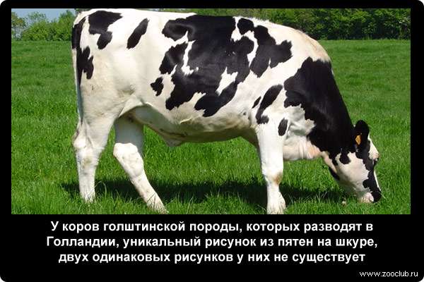 Голштинизация по-казахски: опыт выведения заводского типа молочного скота
