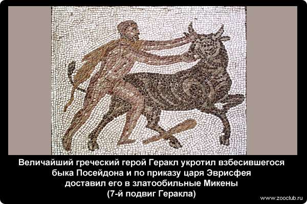 Величайший греческий герой Геркулес укротил взбесившегося быка Посейдона и по приказу царя Эврисфея доставил его в златообильные Микены