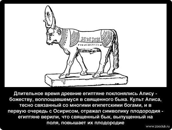  Длительное время древние египтяне поклонялись Апису - божеству, воплощавшемуся в священного быка. Культ Аписа, тесно связанный со многими египетскими богами, и в первую очередь с Осирисом, отражал символику плодородия - египтяне верили, что священный бык, выпущенный на поля, повышает их плодородие