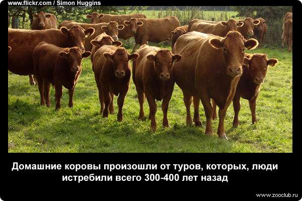  Домашние коровы произошли от туров, которых, люди истребили всего 300-400 лет назад