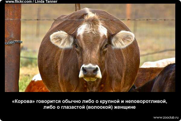  Корова говорится обычно либо о крупной и неповоротливой, либо о глазастой (волоокой) женщине