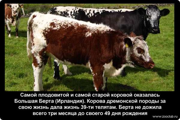  Самой плодовитой и самой старой коровой оказалась Большая Берта (Ирландия). Корова дремонской породы за свою жизнь дала жизнь 39-ти телятам. Берта не дожила всего три месяца до своего 49 дня рождения