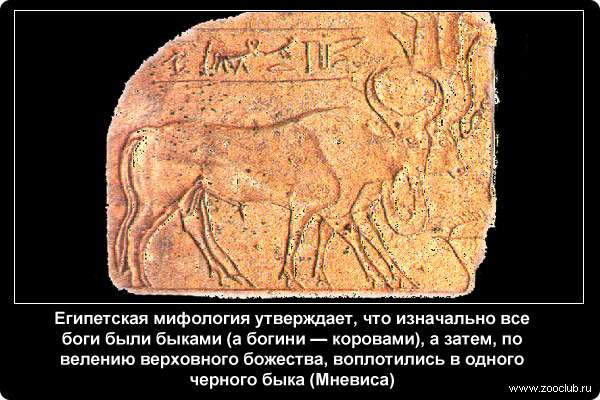  Египетская мифология утверждает, что изначально все боги были быками (а богини - коровами), а затем, по велению верховного божества, воплотились в одного черного быка (Мневиса)