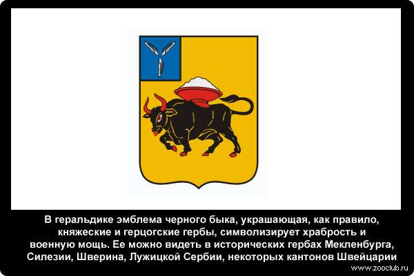  В геральдике эмблема черного быка, украшающая, как правило, княжеские и герцогские гербы, символизирует храбрость и военную мощь. Ее можно видеть в исторических гербах Мекленбурга, Силезии, Шверина, Лужицкой Сербии, некоторых кантонов Швейцарии