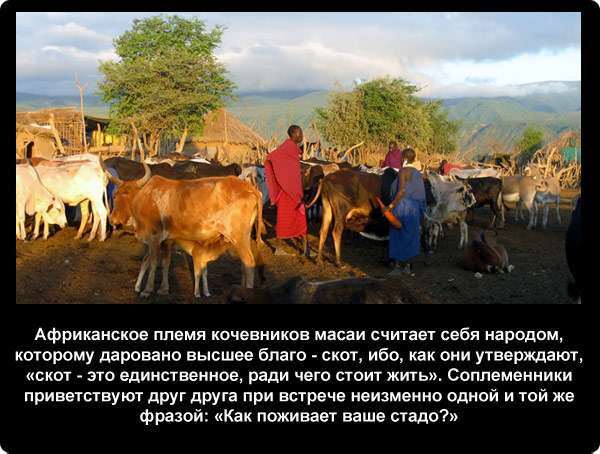  Африканское племя кочевников масаи считает себя народом, которому даровано высшее благо - скот, ибо, как они утверждают, «скот - это единственное, ради чего стоит жить». Соплеменники приветствуют друг друга при встрече неизменно одной и той же фразой: Как поживает ваше стадо?