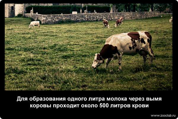  Для образования одного литра молока через вымя коровы проходит около 500 литров крови