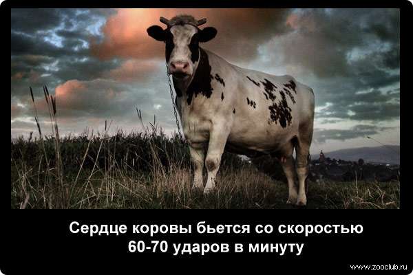  Сердце коровы бьется со скоростью 60-70 ударов в минуту