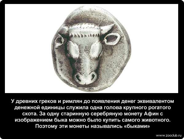  У древних греков и римлян до появления денег эквивалентом денежной единицы служила одна голова крупного рогатого скота. За одну старинную серебряную монету Афин с изображением быка можно было купить самого животного. Поэтому эти монеты назывались быками