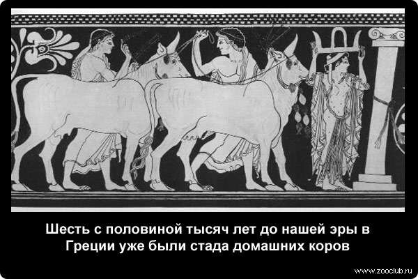  Шесть с половиной тысяч лет до нашей эры в Греции уже были стада домашних коров