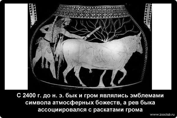  С 2400 г. до н. э. бык и гром являлись эмблемами символа атмосферных божеств, а рев быка ассоциировался с раскатами грома