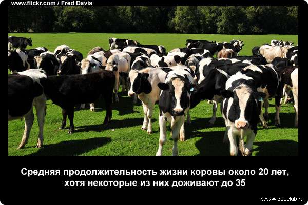  Средняя продолжительность жизни коровы около 20 лет, хотя некоторые из них доживают до 35