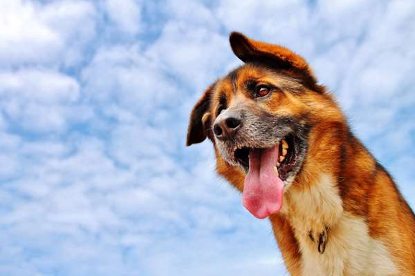 Собака на фоне голубого неба, фото фотография собаки