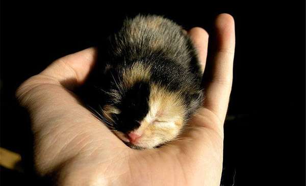 Новорожденный котенок, фото фотография кошки