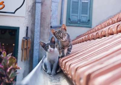 Две кошки на крыше, фото фотография картинка