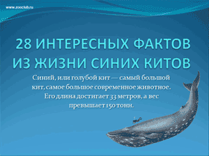 Бесплатно скачать презентацию 28 интересных фактов из жизни синих китов
