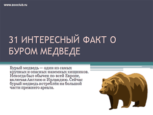 Бесплатно скачать презентацию 31 интересный факт о буром медведе