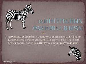 Бесплатно скачать презентацию 12 интересных фактов о зебрах