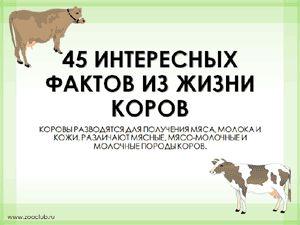 Бесплатно скачать презентацию 45 интересных фактов о жизни коров