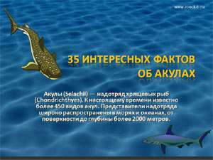 Бесплатно скачать презентацию для школы 35 интересных фактов об акулах