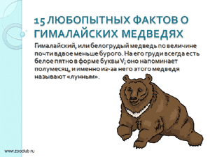 Бесплатно скачать презентацию 15 любопытных фактов о гималайских медведях