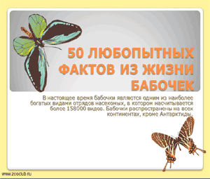 Бесплатно скачать презентацию для школы - 50 любопытных фактов о бабочках