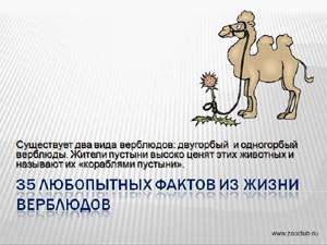 Бесплатно скачать презентацию 35 любопытных фактов из жизни верблюдов