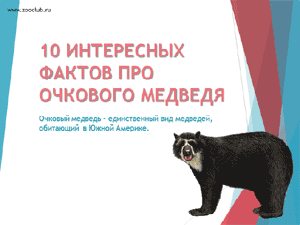 Бесплатно скачать презентацию 10 интересных фактов про очкового медведя