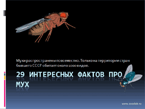 Бесплатно скачать презентацию для школы 29 интересных фактов про мух