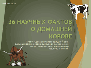 Бесплатно скачать презентацию для школы 36 научных фактов о домашней корове